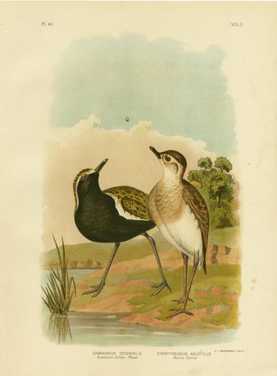 Australský kulík zlatý nebo kulík pacifický, 1891 od Gracius Broinowski