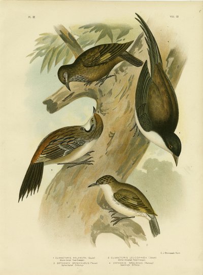 Stromovec černoocasý, 1891 od Gracius Broinowski
