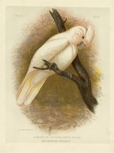 Kakadu krví zbarvený, 1891 od Gracius Broinowski