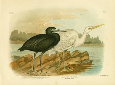 Volavka modrá, 1891 od Gracius Broinowski