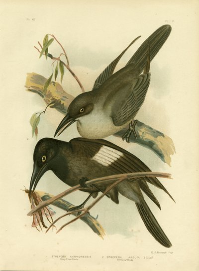 Grey Crow-Shrike, 1891 od Gracius Broinowski