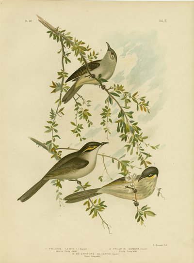 Lewin Honeyeater, 1891 od Gracius Broinowski