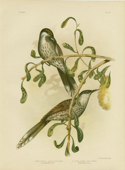 Lumulated Wattlebird nebo Little Wattlebird, 1891 od Gracius Broinowski