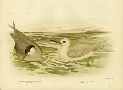 Marsh Tern, 1891 od Gracius Broinowski