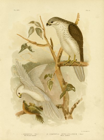 New Holland Goshawk, 1891 od Gracius Broinowski