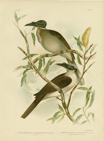 Hlučný pták, 1891 od Gracius Broinowski