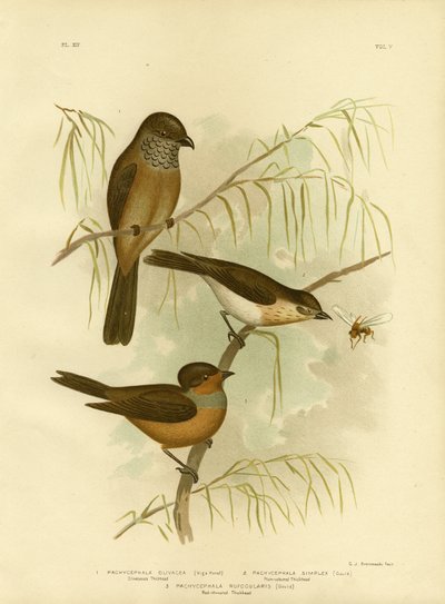 Olivaceous Thickhead Or Olive Whistler, 1891 od Gracius Broinowski
