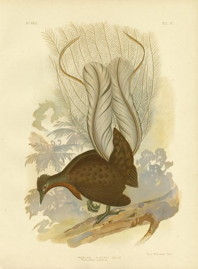 Lyrebird prince Alberta, 1891 od Gracius Broinowski