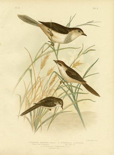 Rufous-Tinted Cincloramphus nebo Rufous Songlark, 1891 od Gracius Broinowski