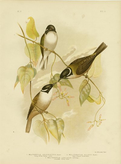 Medojed silný, 1891 od Gracius Broinowski