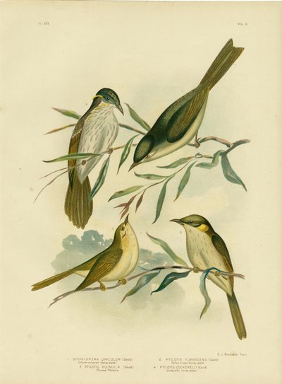 Jednobarevný medojed nebo medojed s bílými mezerami, 1891 od Gracius Broinowski