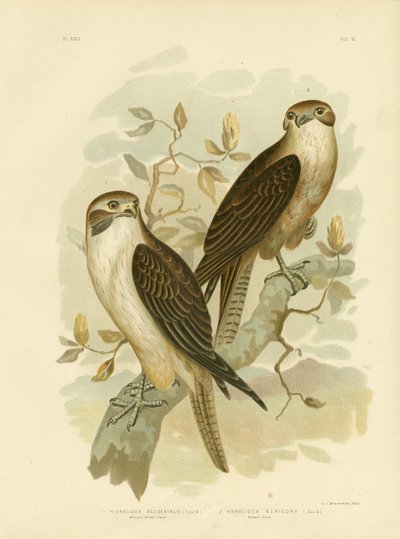 Western Brown Hawk, 1891 od Gracius Broinowski