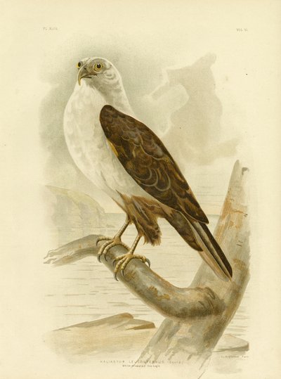 Orel mořský běloprsý, 1891 od Gracius Broinowski