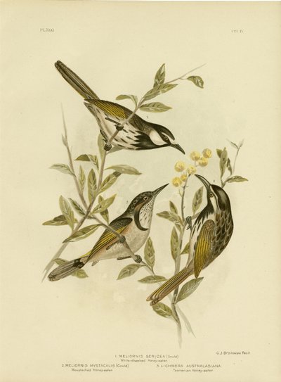 Medojed s bílou tváří, 1891 od Gracius Broinowski