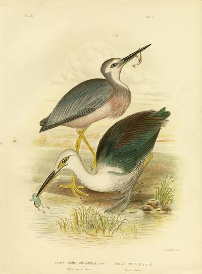 Volavka bělolící, 1891 od Gracius Broinowski