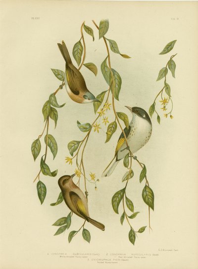 Medojed bělohrdlý, 1891 od Gracius Broinowski