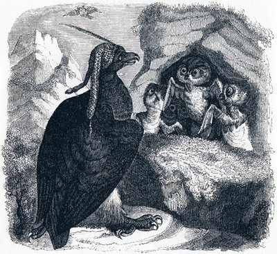 Orel a sova, ilustrace z 