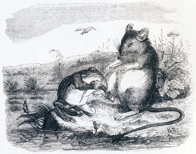 Žába a krysa - Bajky od La Fontaina od Grandville