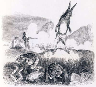 Zajíc a žáby - Bajky od La Fontaine od Grandville