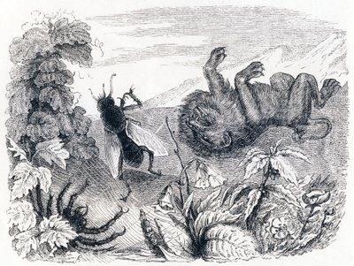 Lev a střed - Bajky od La Fontaina od Grandville