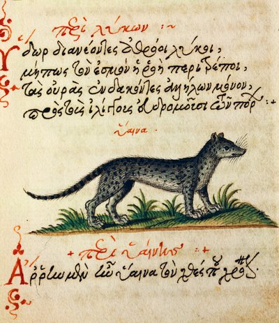 Pojednání o Hyeně, test a miniatura z Aelianus (2.-3. století našeho letopočtu) od Greek School