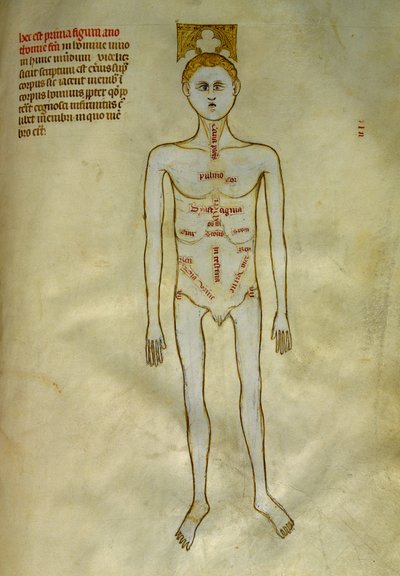 Anatomické a chirurgické desky: lokalizace mužských orgánů. V ""Liber notables Philippi, sedmý král Franků, extrahovaný z knih Galienových""" Gui de Pavia kolem roku 1345. Chantilly, Musee Conde od Guido da Vigevano da Pavia