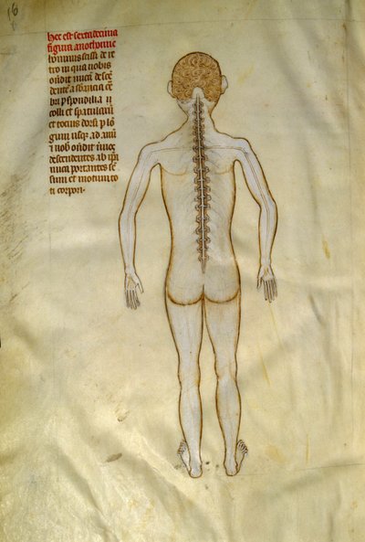 Anatomické a chirurgické desky: mícha (v obratlích páteře). V ""Liber notables Philippi, sedmý král Franků, extrahovaný z knih Galienových""" Gui de Pavia kolem roku 1345. Chantilly, Musee Conde od Guido da Vigevano da Pavia
