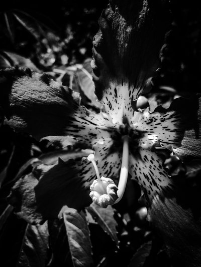 Flower nº 20, 2025 (foto) od Guilherme Pontes