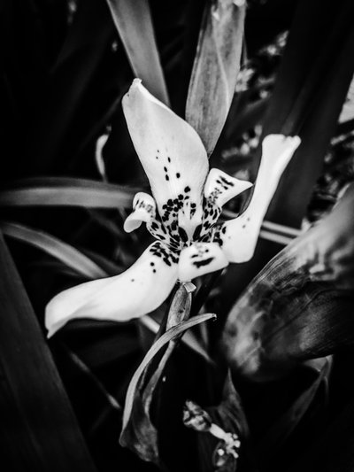 Flower nº 35, 2025 (foto) od Guilherme Pontes