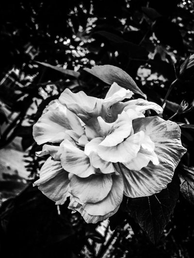 Flower nº 39, 2025 (foto) od Guilherme Pontes
