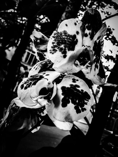 Flower nº 4, 2025 (foto) od Guilherme Pontes
