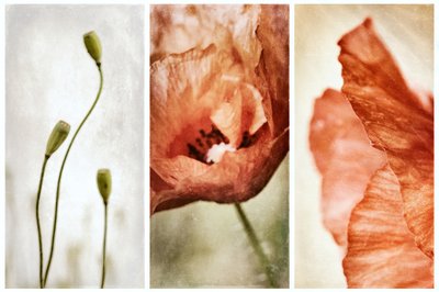 Triptych „Zemitý mák“ od Gustav Davidsson