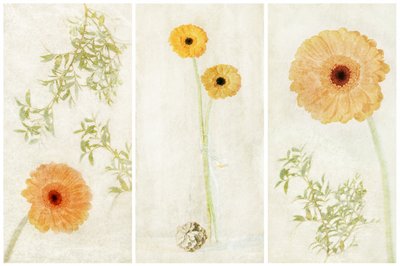 Soft Gerbera – triptych od Gustav Davidsson