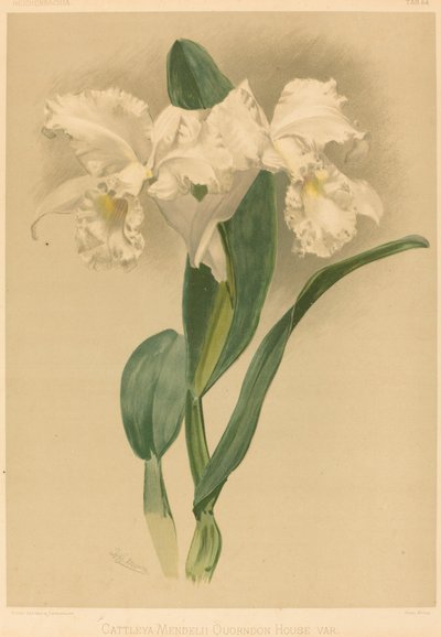 Cattleya Mendelii Quorndon House Var. od Gustav Leutzsch after Henry George Moon