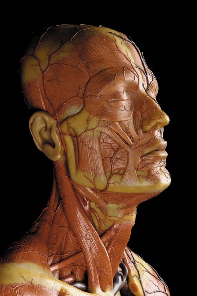 Detail mužského anatomického modelu ecorche, zobrazující svaly, tepny a žíly, oběh a nervový systém (vosk) (viz také 469823 až 469827) od Gustav Zeiller