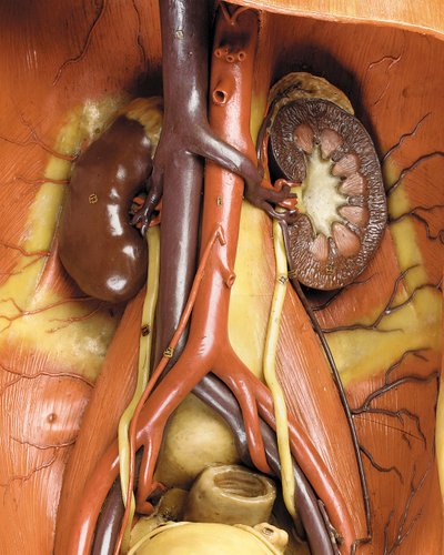 Detail mužského anatomického modelu ecorche, zobrazující svaly, tepny a žíly, oběh a nervový systém (vosk) (viz také 469822 až 469827) od Gustav Zeiller