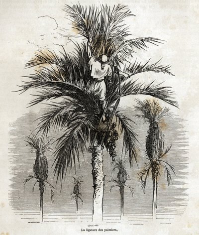 Podvazování palem v Elche, s cílem zachovat bělost, za účelem jejich splétání, kresba Gustava Dore (1832-1883), pro ilustraci jeho cesty do Španělska, v roce 1862, s Ch. Davillier. Rytina v „“Le tour du monde““, editoval E od Gustave Dore