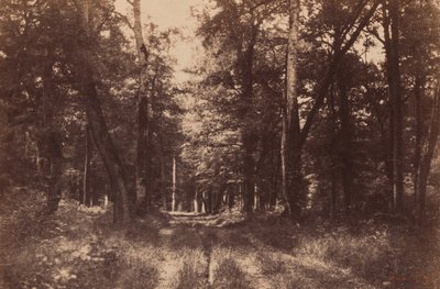Bas-Breau, Les Fontainebleau, 1852 (foto) od Gustave Le Gray