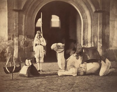 Velbloud vleže, kolem roku 1866 (hlubotisk) od Gustave Le Gray