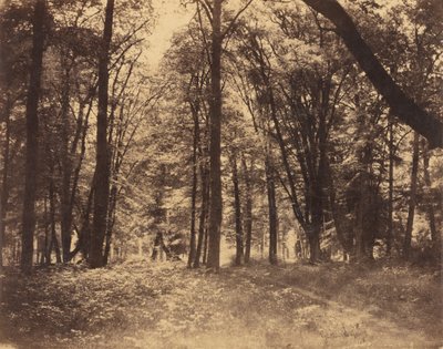 Lesní scéna od Gustave Le Gray