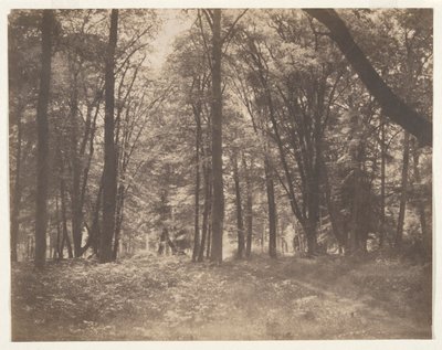 La forêt de Fontainebleau (Les ve Fontainebleau) od Gustave Le Gray