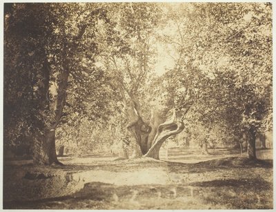 Strom, les Fontainebleau, c. 1856. od Gustave Le Gray