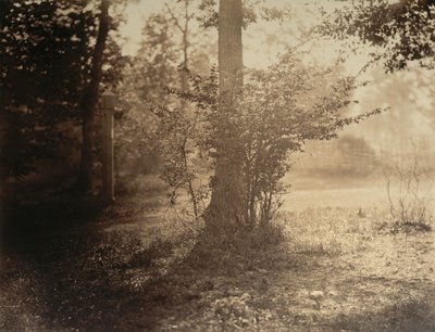 Stromová studie, Forest of Fontainebleau, ca. 1856. od Gustave Le Gray