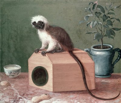 Oblíbená opice Carla Linného (1707-1778) od Gustavus Hesselius
