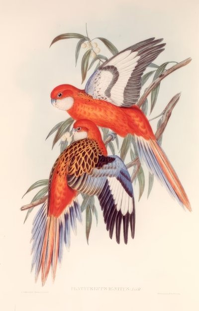PLATYCERUS IGNITUS od H.C. Richter