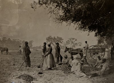 Pěstování sladkých brambor, Hopkinsonova plantáž, Edisto Island, Jižní Karolína, 1862 (černobílá fotografie) od H.P. Moore