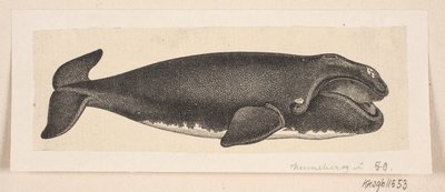 Velryba od H. C. Henneberg