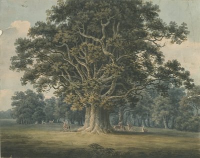 Needwood - Swipcar Oak: malba akvarelem a [? počátek 19. století] od H Moore