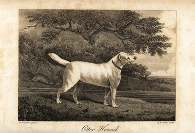 Portrét posledního zbývajícího vydřího honiče v Británii v roce 1812, ve vlastnictví Hon od H. R. Cook