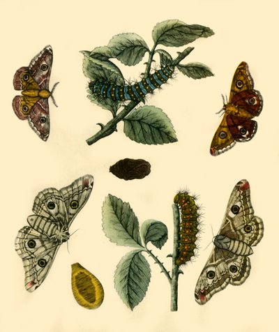 "Císař Moth", 1749, 1943. od H Terasson